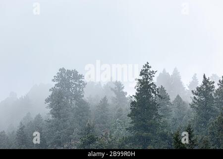 Nebbia attraverso i pini in Clear Creek canyon, Colorado Foto Stock