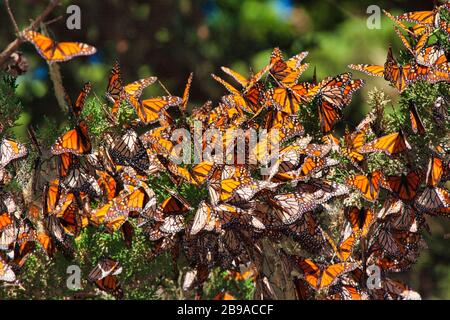 Cluster di molte farfalle Monarch nel lembo di un albero in Pacific Grove, CA. Foto Stock