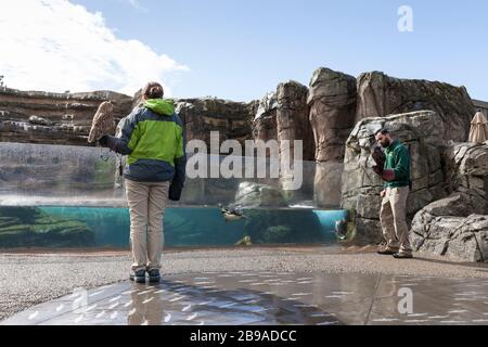 I custodi degli animali Lindsay Simpson (l) e Mike Cash si prendono due gufi a piedi per raggiungere il recinto dei pinguini durante la chiusura temporanea presso il Woodland Park Zoo di Seattle il 23 marzo 2020. Buddy il faraone aquila-gufo (l) e Coba il gufo Spectacled sono animali ambasciatori che stelle nei programmi educativi dello zoo. Il parco temporaneamente chiuso al pubblico il 12 marzo 2020, a seguito della direttiva di Stato e funzionari di governo come misura per contribuire a rallentare la diffusione del romanzo coronavirus nella comunità. Foto Stock