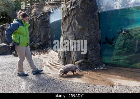 Il custode Lindsay Simpson porta Clyde l'opossum durante una passeggiata intorno al recinto dei pinguini durante la chiusura temporanea presso il Woodland Park Zoo di Seattle il 23 marzo 2020. Clyde è uno degli animali ambasciatori dello zoo che si occupa dei programmi educativi del parco. Il parco ha chiuso al pubblico il 12 marzo 2020 a seguito della direttiva della salute pubblica e dei funzionari governativi come misura per aiutare a rallentare la diffusione del nuovo coronavirus nella comunità. Foto Stock