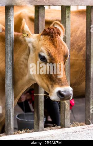 ritratto di una mucca di jersey con la testa attraverso una struttura di legno per tenerla in posizione mentre è mungita Foto Stock