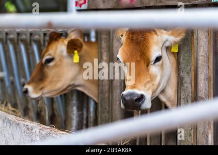 ritratto di una mucca di jersey con la testa attraverso una struttura di legno per tenerla in posizione mentre è mungita Foto Stock