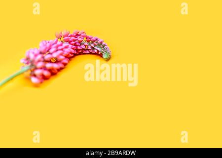 Rosa lupino fiore su sfondo giallo. Spazio copia selezionato fuoco Foto Stock