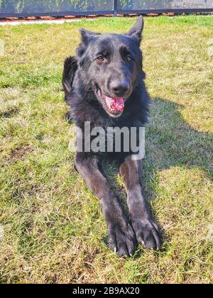 Ritratto di un bellissimo pastore tedesco o cane alsaziano. Foto Stock