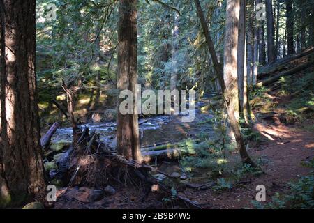 Panther Creek Falls, Gifford Pinchot National Forest, Washington state, USA Foto Stock