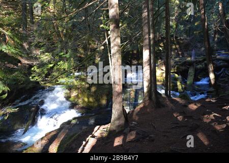 Panther Creek Falls, Gifford Pinchot National Forest, Washington state, USA Foto Stock