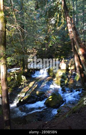 Panther Creek Falls, Gifford Pinchot National Forest, Washington state, USA Foto Stock