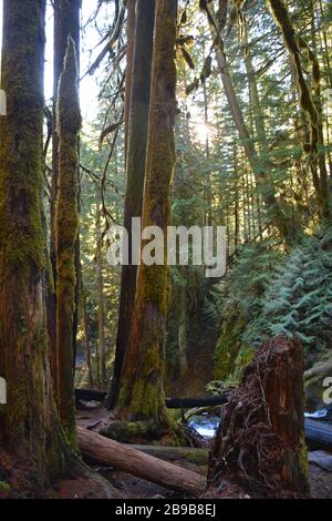 Panther Creek Falls, situato vicino a Carson, all'uscita di Wind River Road, vicino a Carson, nella Gifford Pinchot National Forest, Washington state, USA. Foto Stock