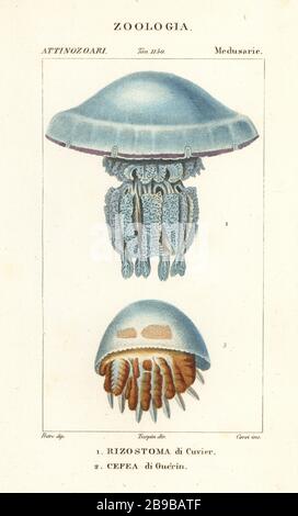 Rhizostoma octopus, Rhizostoma cuvieri, Rizostoma di Cuvier 1, medusa di cavolfiore, Cefea cefea, Cefea guerini, Cefea di Guerin. Incisione a forma di copperplate a mano dal Dizionario delle Scienze naturali di Antoine Laurent de Jussieu, Firenze, Italia, 1837. Illustrazione incisa da Corsi, disegnata da Jean Gabriel Pretre e diretta da Pierre Jean-Francois Turpin, e pubblicata da Batelli e figli. Turpin (1775-1840) è considerato uno dei più grandi illustratori botanici francesi del 19 ° secolo. Foto Stock