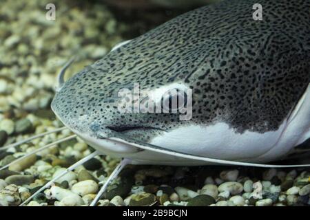 Ritratto di primo piano di un pesce gatto sott'acqua Foto Stock