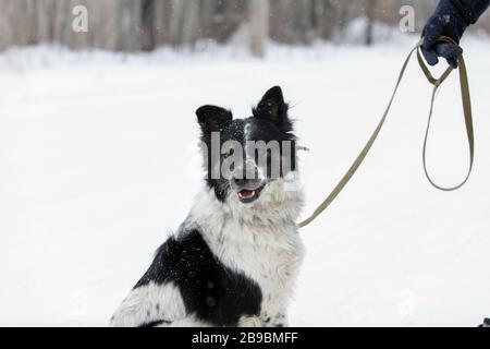 il cane nero e bianco si siede sulla neve vicino al suo proprietario sul guinzaglio e guarda avanti con cautela e attenzione. L'uomo e il suo animale domestico camminano nella foresta nella multa Foto Stock