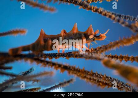 Un drago gamberi vive su una frusta corallo, Anilao, Filippine. Foto Stock