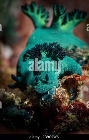 Un paio di Nembrotha nudibranchi colpiscono una posa simile. Foto Stock