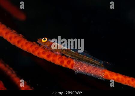 Una frusta corallo goby uova ha deposto sulla frusta corallo dove vive. Foto Stock