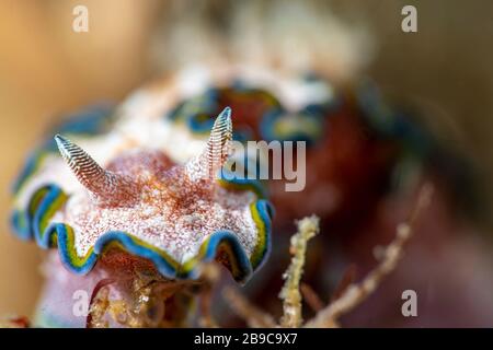 Un volto di Doriprismatica nudibranch su ritratto, Anilao, Filippine. Foto Stock