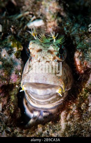 Un blenny si affaccia dalla sua fossa nella barriera corallina, Anilao, Filippine. Foto Stock