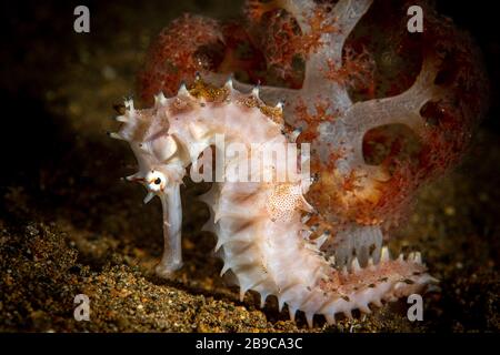 Un cavalluccio marino si aggancia a un corallo morbido in un letto di sabbia, Anilao, Filippine. Foto Stock