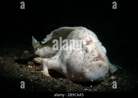 Un giovane rana pescatrice pelosa sotto i riflettori, Anilao, Filippine. Foto Stock