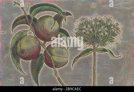 Pesca (Prunus persica) e amore ardente (Silene calcedonica), Peach e amore ardente. Figg. 10 e 11 su un foglio numerato a mano 6. In: Anselmi Boetii de Boot I.C. Brugerensis & Rodolphi II. Imp. Romanzo medici a cubiculis Florum, Herbarum, ac fruttuum selectiorum icones, & vires pleraeque hactenus ignotÃ¦. Parte dell'album con fogli e piatti di erbario De Boodts dal 1640. Il dodicesimo di dodici album con acquerelli di animali, uccelli e piante noti intorno al 1600, commissionato dall'imperatore Rudolf II, frutti: Pesca, anonimi, 1604 - 1632 e/o 1640, carta, inchiostro, acquerello (vernice), incisione Foto Stock