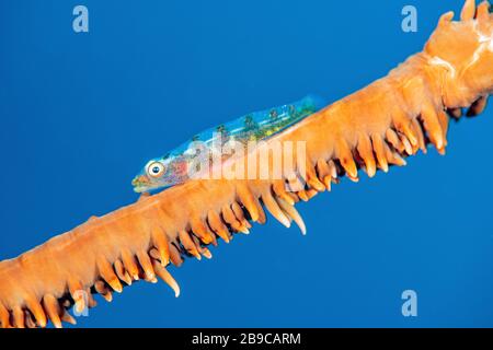 Una frusta corallo goby contro il mare blu, Anilao, Filippine. Foto Stock