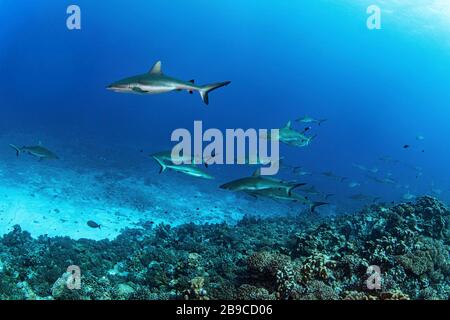 Gli squali nuotano nella corrente del South Pass nell'atollo di Fakarava, Polinesia Francese. Foto Stock