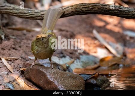Baker's Bulbul si appollaiano su una roccia vicino al pozzo d'acqua Foto Stock
