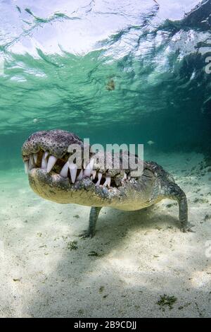 Un coccodrillo si avvicina lentamente sulla sabbia, Mar dei Caraibi, Messico. Foto Stock