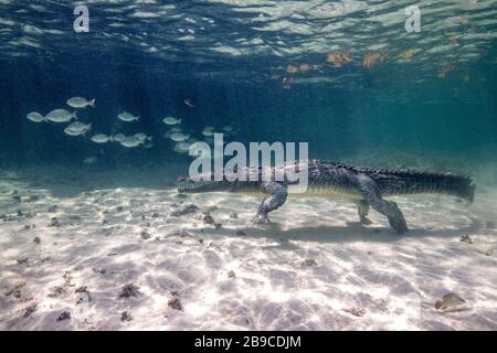 Un coccodrillo caccia prey sopra la sabbia in Chinchorro, Mar dei Caraibi, Messico. Foto Stock