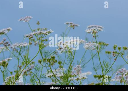 coriandolo silantro fiori fioritura in estate contro un cielo blu - selective focus, copia spazio Foto Stock