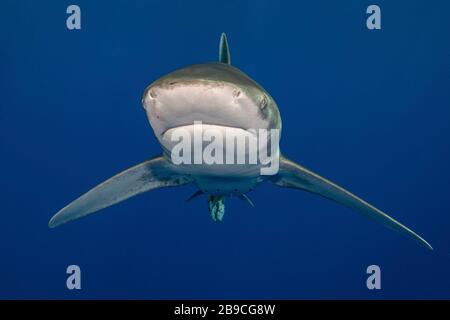 Una posizione imponente da uno squalo oceanico dalla punta bianca, il Mar Rosso. Foto Stock