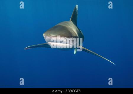 Uno squalo si avvicina dal blu, Mar Rosso. Foto Stock