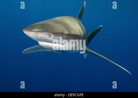 Uno squalo oceanico con punta bianca, il Mar Rosso. Foto Stock