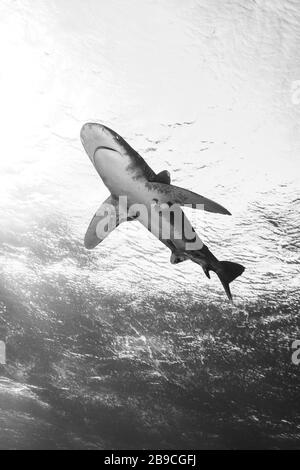 Una versione in bianco e nero di uno squalo oceanico con punta bianca, il Mar Rosso. Foto Stock