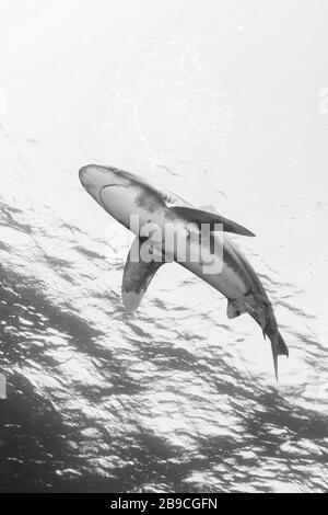 Uno squalo oceanico con punta bianca si protira appena sotto la superficie, il Mar Rosso. Foto Stock