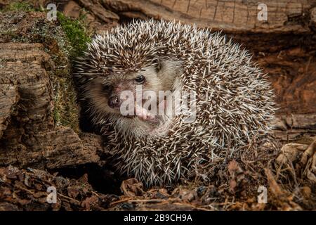 Un hedgehog europeo, Erinaceus europaeus, che emerge dalla sicurezza di essere ridotto. Il suo volto è visibile e c'è spazio per le copie intorno al soggetto Foto Stock