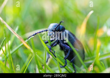 Grande olio violetto velenoso coleottero alimentare su fresco verde gras, violaceo Meloe in primavera. Europa fauna della Repubblica Ceca Foto Stock