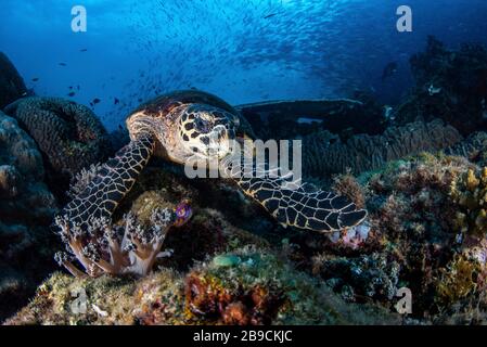 Una tartaruga di Hawksbill si nutre di una barriera corallina sotto una scuola di pesce. Foto Stock