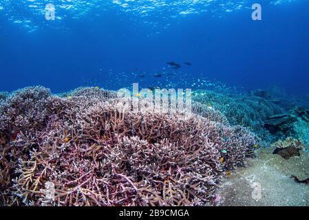 Un bel giardino di corallo duro sostiene una scuola sana di pesci della barriera corallina. Foto Stock