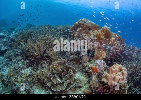 Una barriera corallina con molti pesci della barriera corallina è una barriera corallina sana, Raja Ampat, Indonesia. Foto Stock