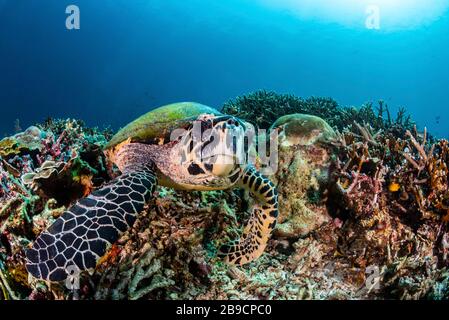 Una tartaruga marina verde foraggio per il cibo su una barriera corallina. Foto Stock