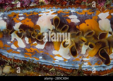 Un'ostrica spinosa variabile, Spondylus varians. Foto Stock