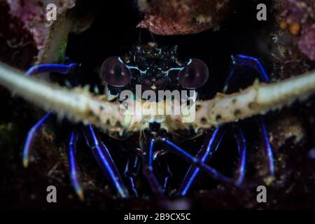 Un'aragosta spinosa dipinta di giovane età, Panulirus versicolor, abita in una fessura su una barriera corallina. Foto Stock