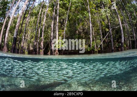 Una scuola di argini che nuotano sotto la superficie di una foresta di mangrovie d'acqua blu. Foto Stock