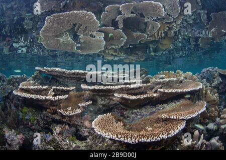 Una bella barriera corallina cresce tra le isole tropicali di Raja Ampat, Indonesia. Foto Stock