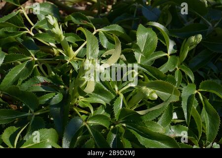 fioritura del corsicano nel sole primaverile, lebore agrifoglio con boccioli chiusi nel mese di marzo Foto Stock