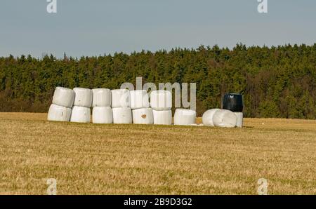 pile di fieno al sacco sul campo di fronte alla foresta, paesaggio Foto Stock