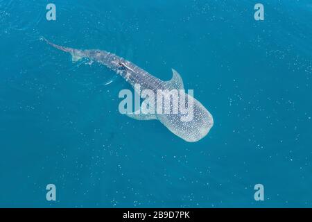 Un enorme squalo balena, Rhincodon typus, nuota in acque indonesiane illuminate dal sole. Foto Stock