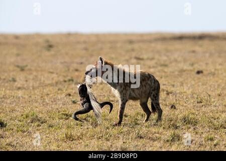L'immagine di hyena punted (crocca crocca) con wildebeest blu (Connochaetes taurinus) testa nel parco nazionale Masai Mara, Kenia Foto Stock