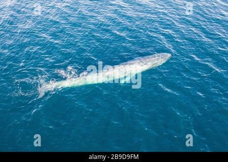 Una balena azzurra, Balaenoptera musculus brevicauda, sorge in superficie. Foto Stock