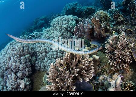 Un rait di mare a bande nere, Laticauda semifasciata, nuota su bellissimi coralli. Foto Stock